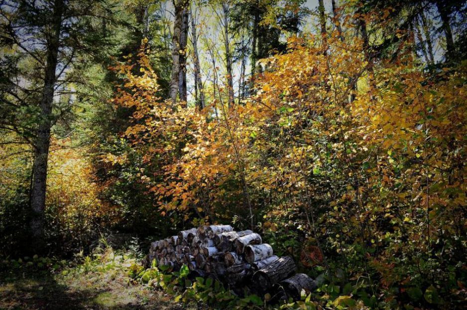 Palivové dřevo: výhřevnost a cena