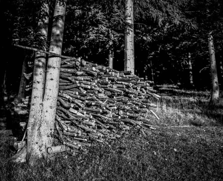 Palivové dřevo: výhřevnost a cena