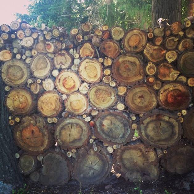 Palivové dřevo: výhřevnost a cena