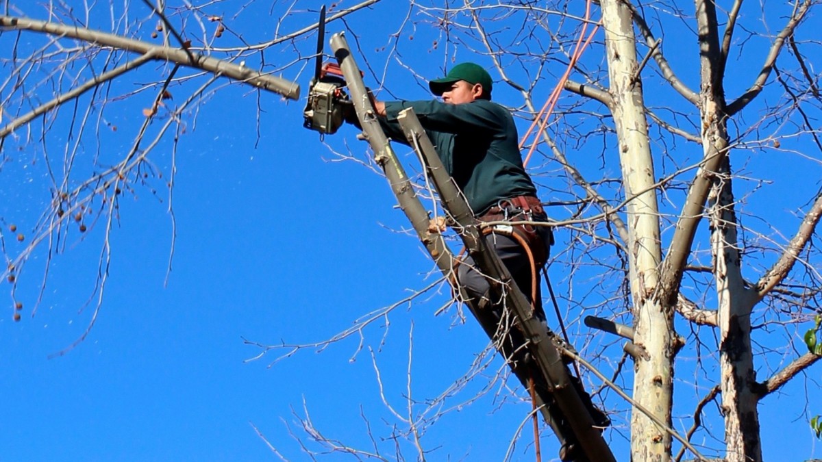 Za pár dní končí vegetační klid. Do té doby byste měli stihnout pokácet stromy na zahradě