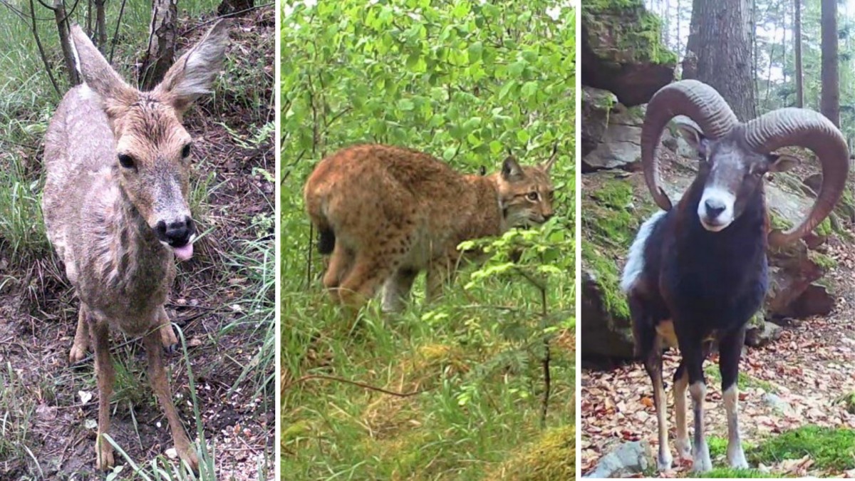 Podívejte na ty nejlepší úlovky z českých fotopastí