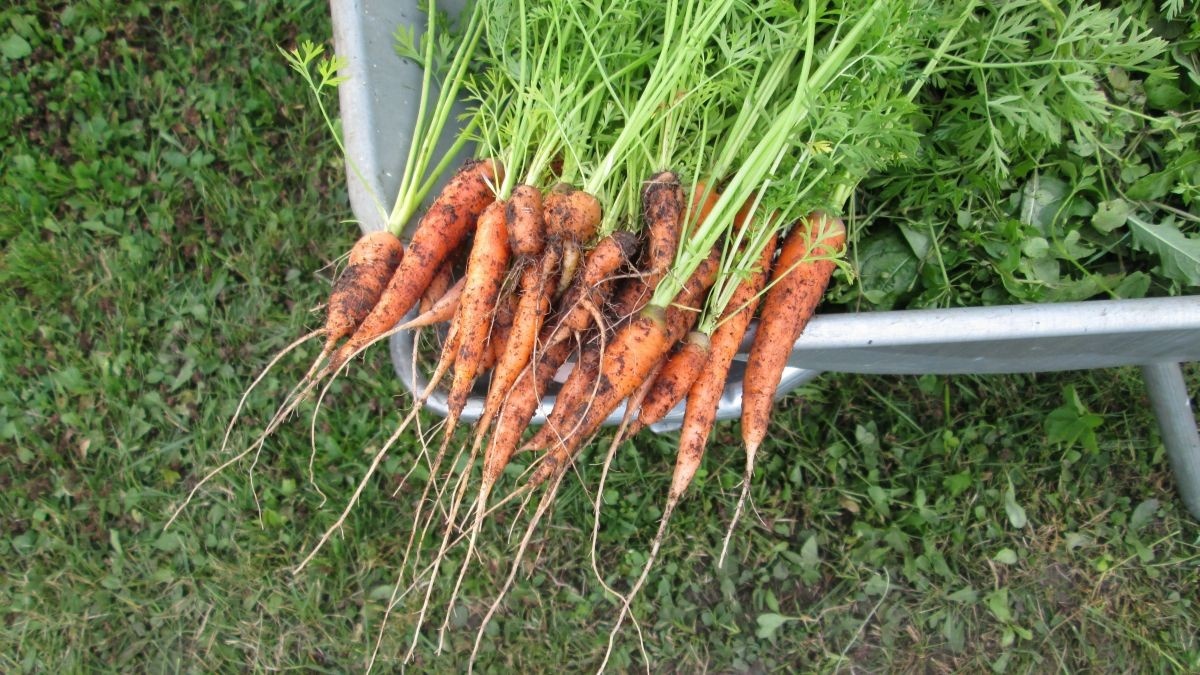 Co dělat na zahradě v dubnu 2025