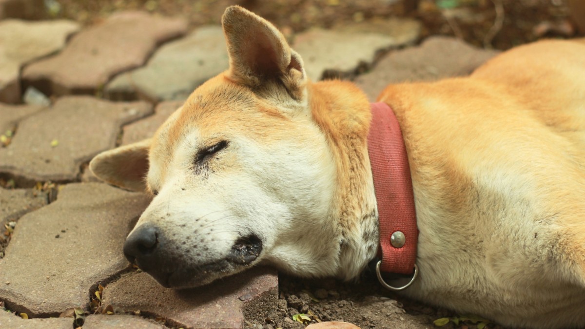 Při procházce se psem v lese byste se měli mít na pozoru