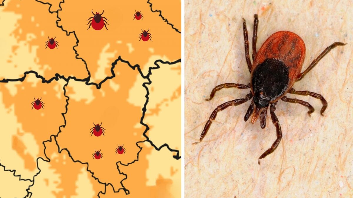 Aktualizovaná mapa ukazuje, kde budou řádit klíšťata o víkendu nejvíce