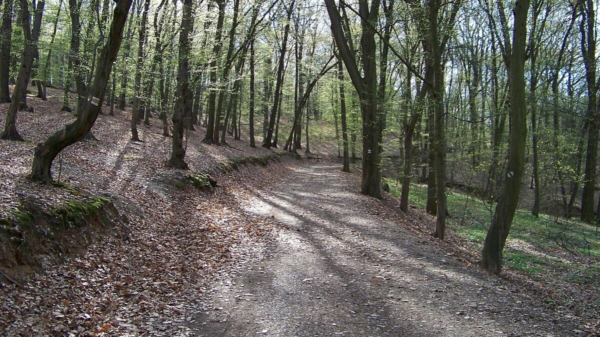 Kdy nechodit do lesa?