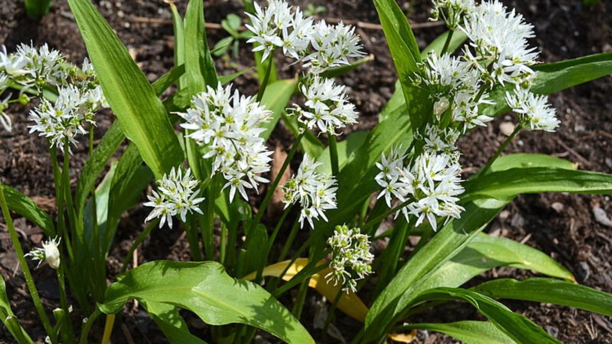 Záměna medvědího česneku s jinými rostlinami se může stát člověku osudnou