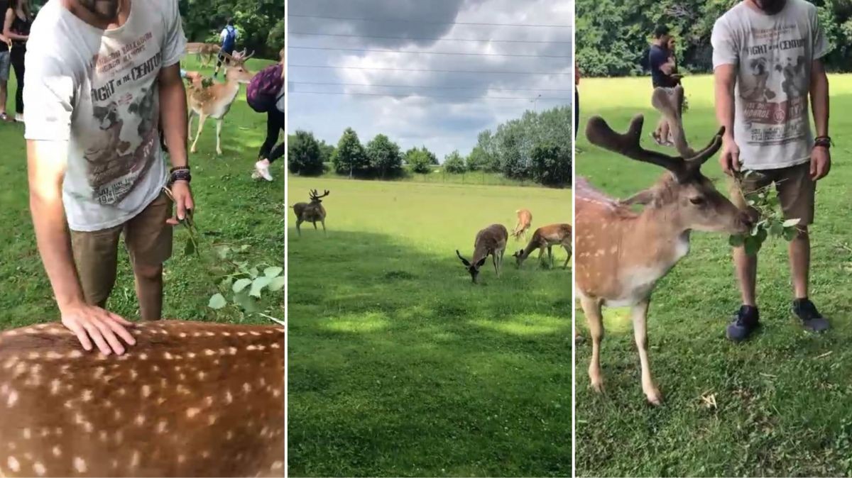 Lesopark v centru města