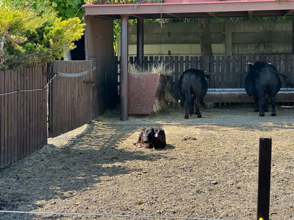 ZOO pro děti