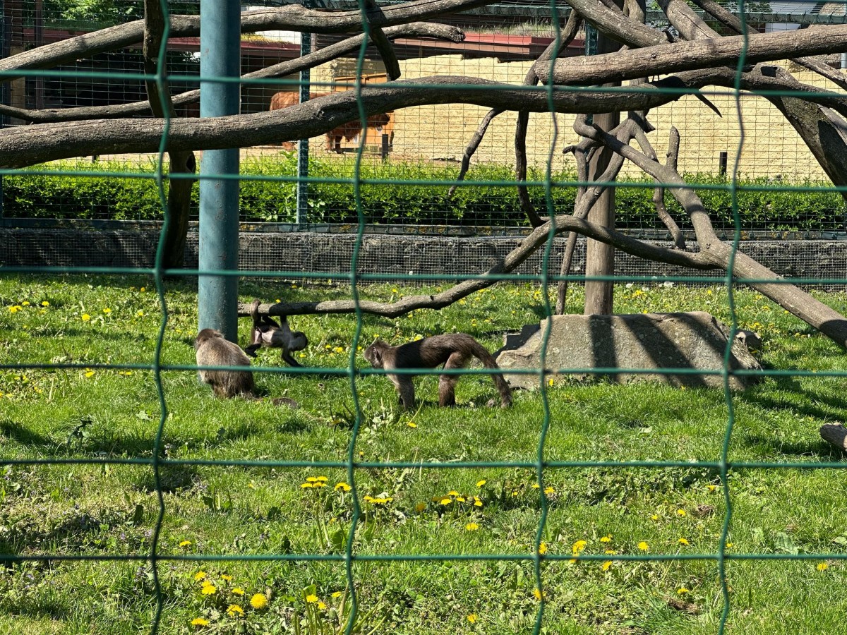 ZOO pro děti