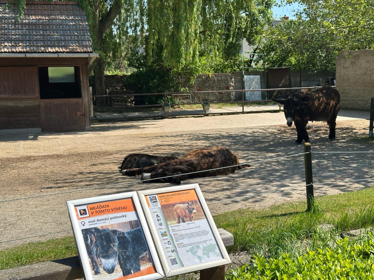 ZOO pro děti