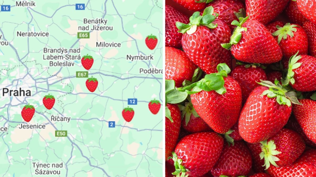 Kam vyrazit za českými bio jahodami v roce 2025?