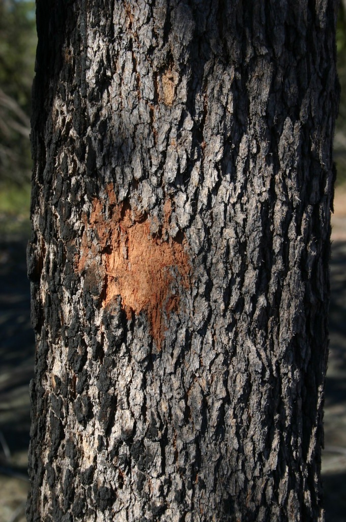 Krvácející strom