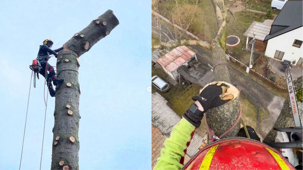 Rizikové kácení dřeva v lese