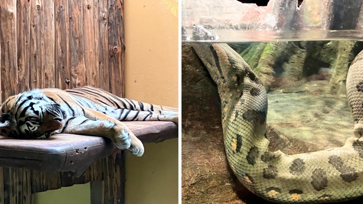 Navštivte ZOO, kde mají děti vstup za jednu korunu