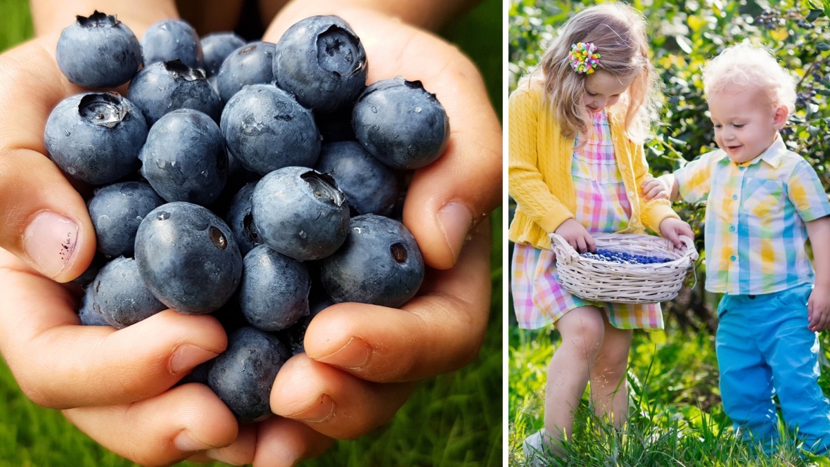 Vyrazte na samosběr borůvek