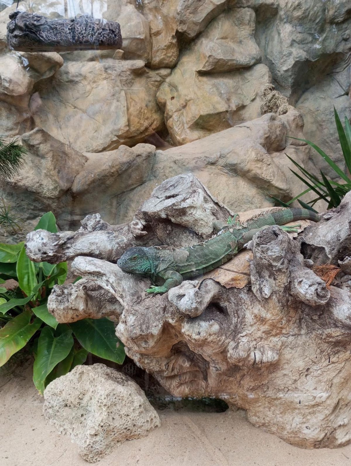 Nejoblíbenější zoo na světě