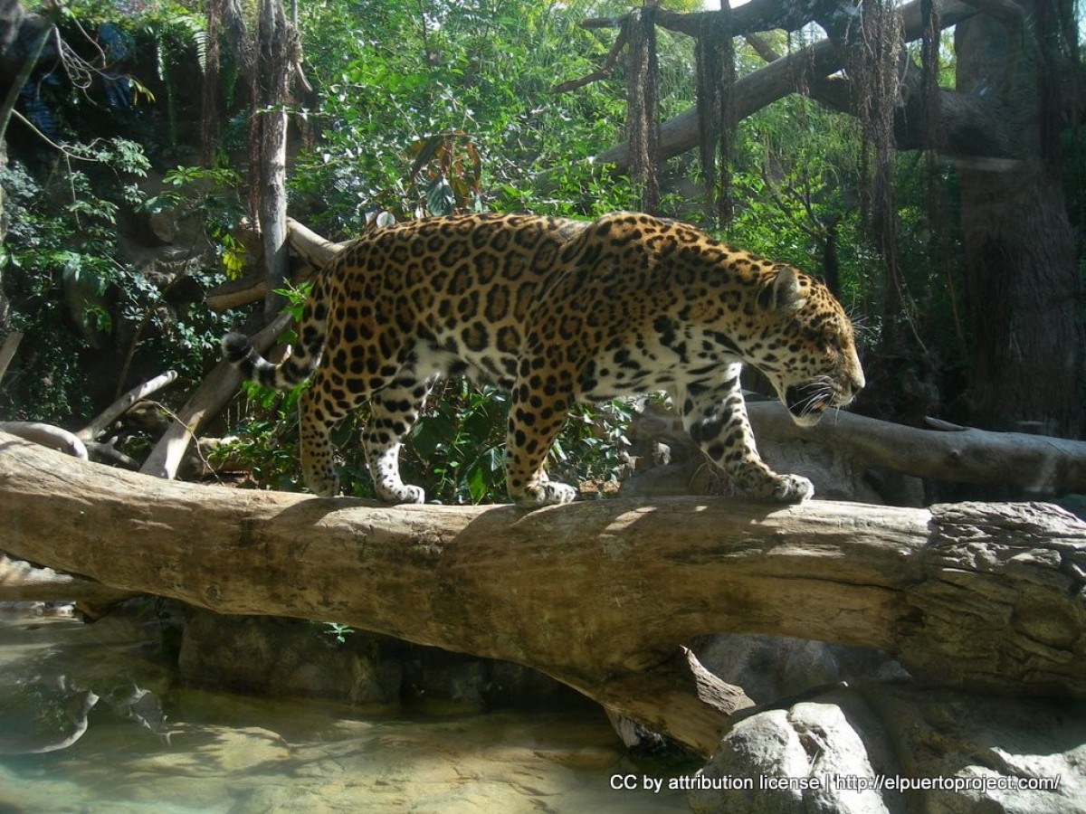 Nejoblíbenější zoo na světě