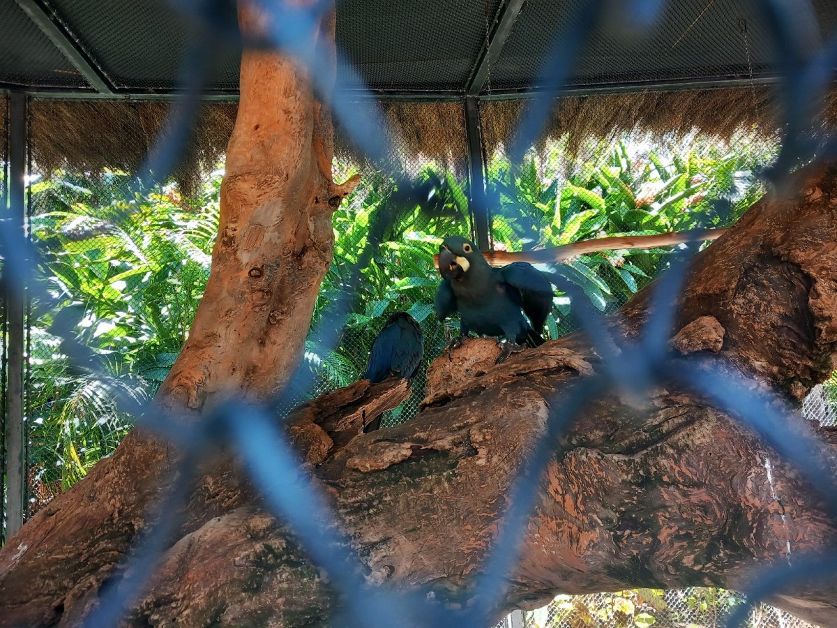 Světoznámá ZOO na Tenerife