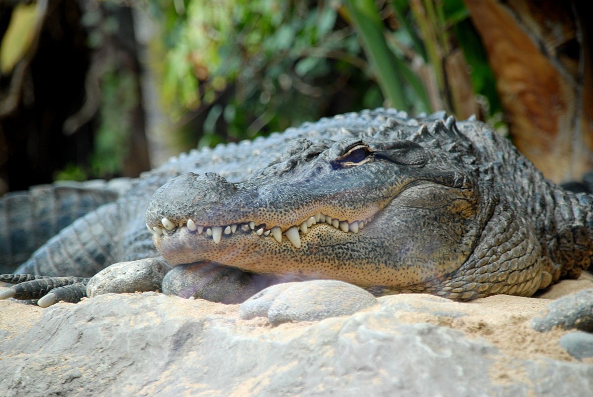 Světoznámá ZOO na Tenerife