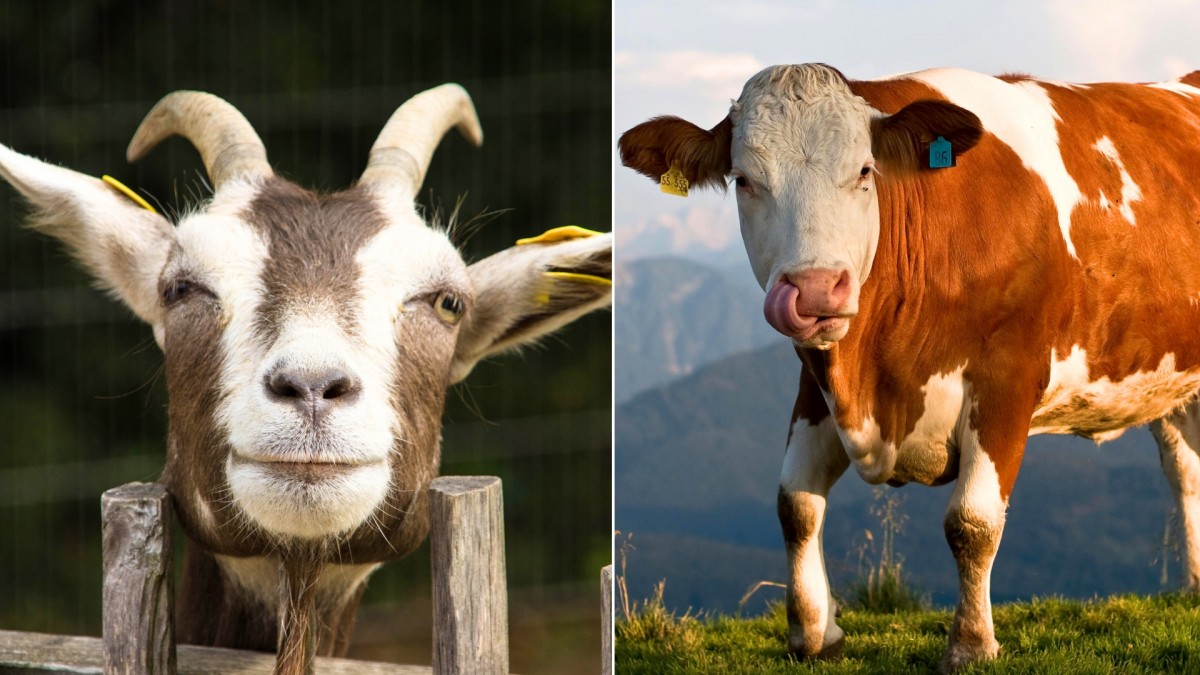 Poznáte hospodářská zvířata na fotografiích?