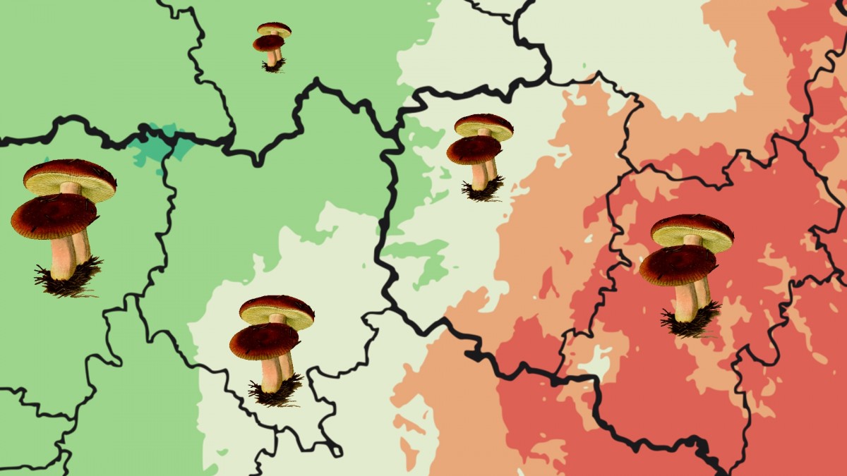 Aktualizovaná mapa ukazuje, kde právě rostou houby