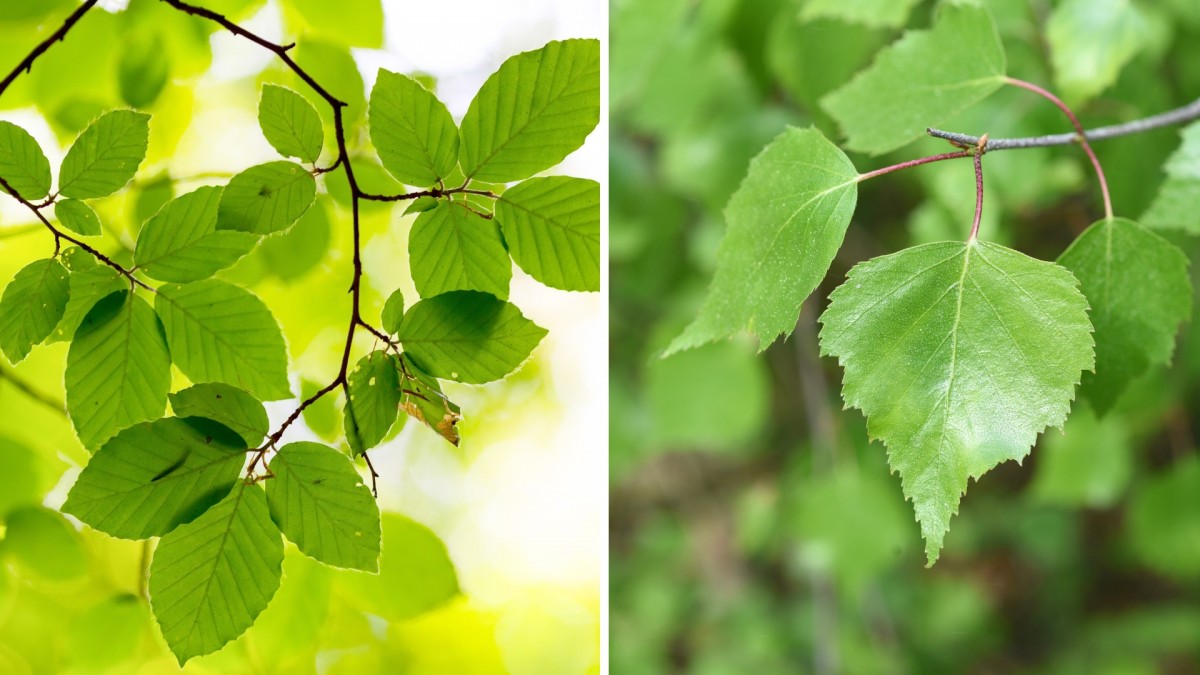 Poznáte strom podle jeho listů?