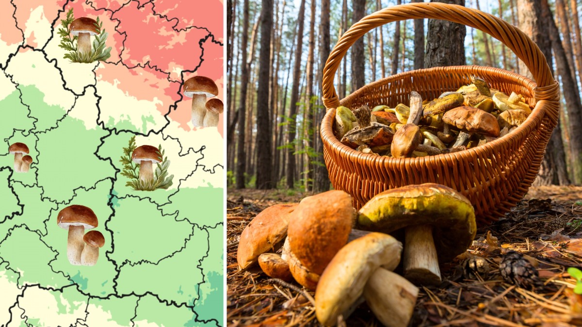 Houbaři nestačí sbírat. Detailní mapa okresů ukazuje, kam přesně vyrazit na houby