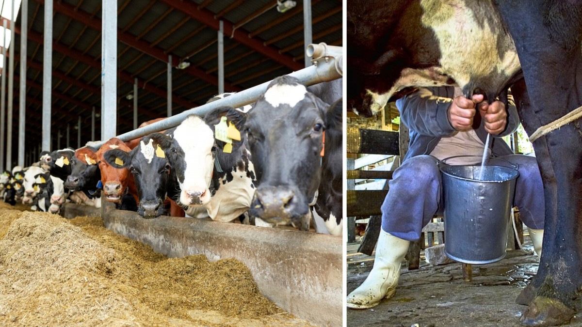 Krev v mléce a zanícená vemena, aneb jak vypadal kravín za socialismu