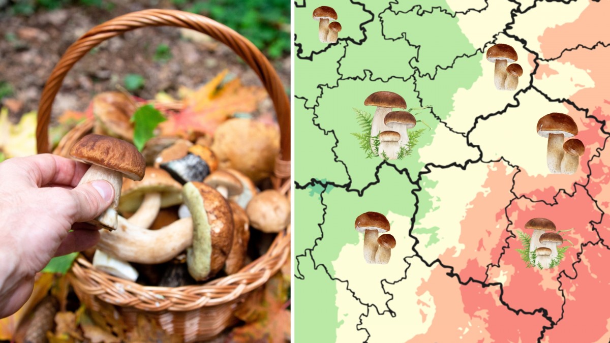 Aktualizovaná mapa ukazuje, kde čekají houbaře opravdové žně