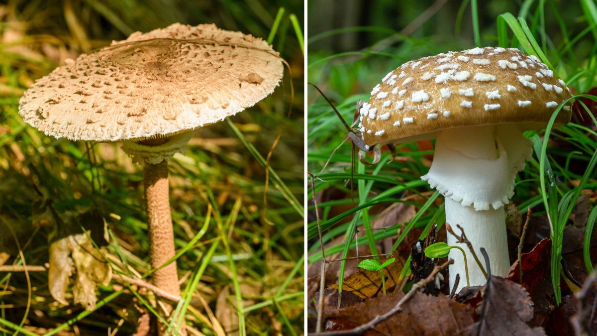 Znáte houby z českých lesů?