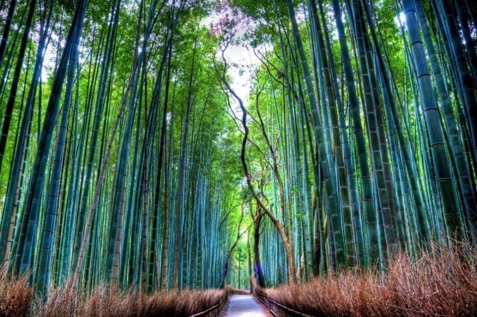dřevostavby z bambusu