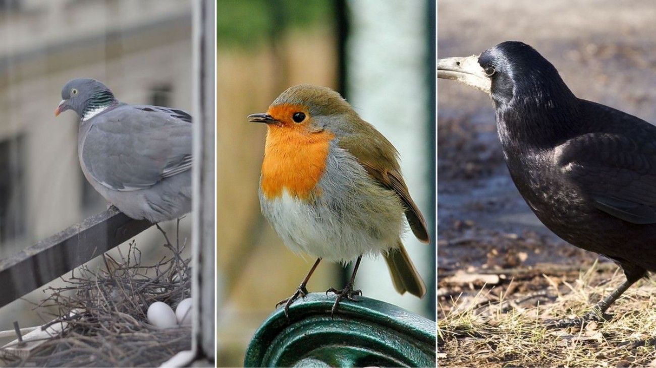 Kvíz české ptactvo