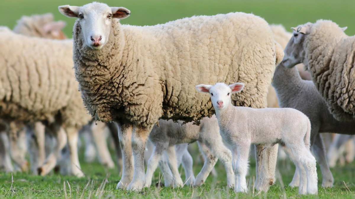 Znáte dobře zvířecí rodiny?