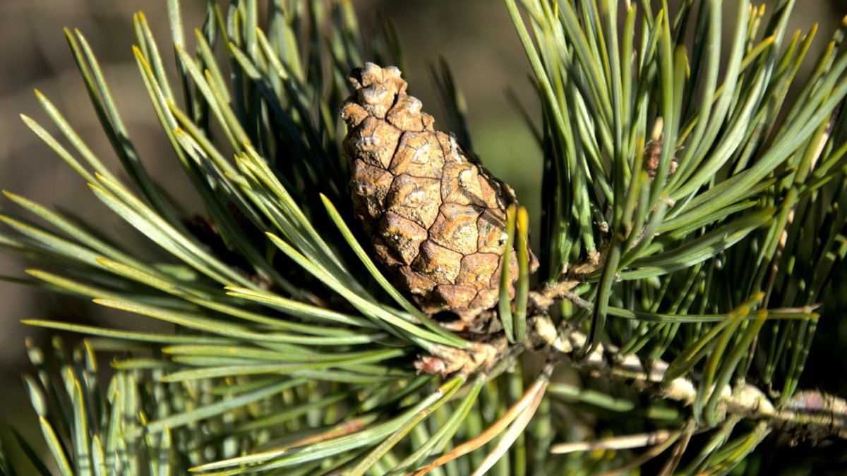 Poznávačka českých stromů jde lépe žákům ZŠ než jejich rodičům