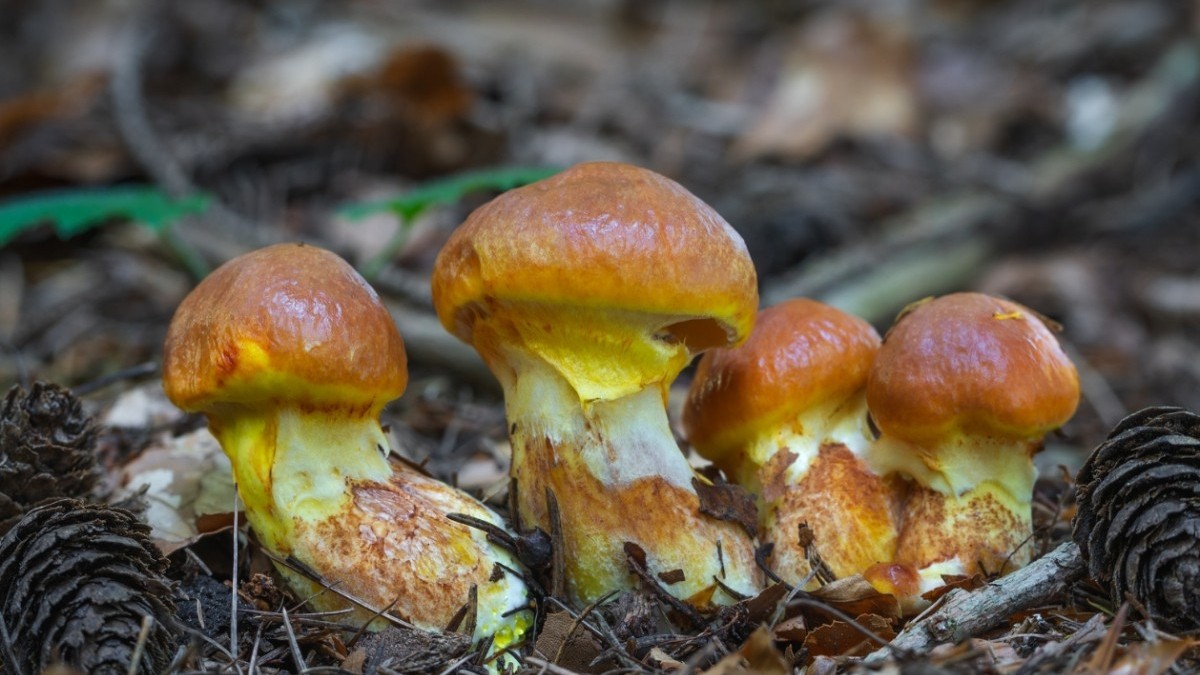 Poznávačku českých hub zvládne málokdo na 100 %