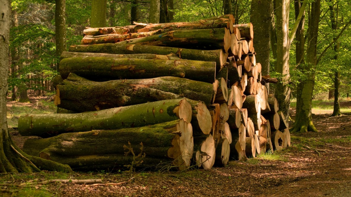 Lesníci začali nabízet dřevo zájemcům. Ušetřit lze více než tisíc korun na metr