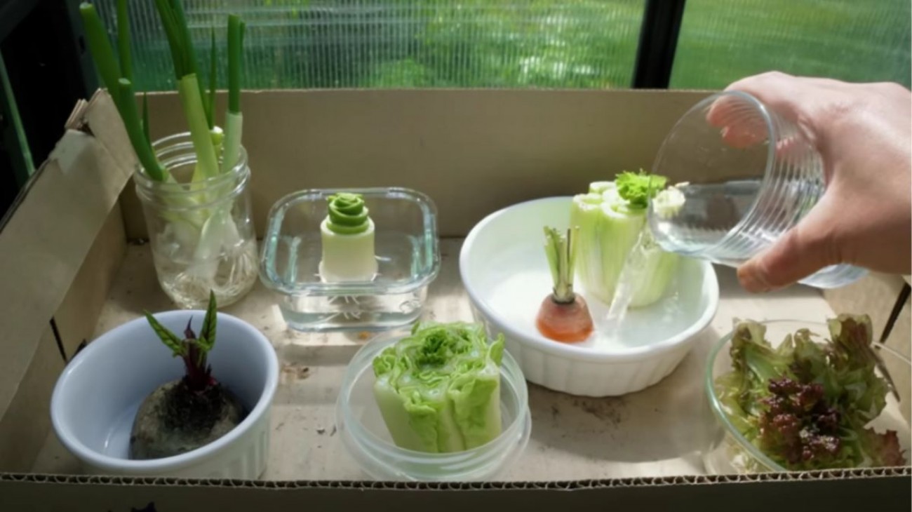 Zeleninu si pěstuje z kuchyňských zbytků