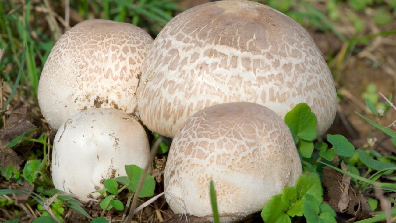 Ověřte si, zda přežijete houbaření v českých lesích