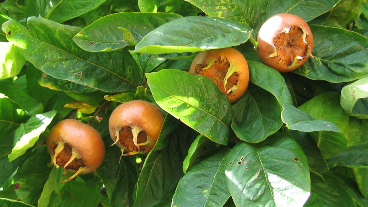 Mišpule znovu nabírá na oblibě. Tento zapomenutý strom dává ovoce i v zimě