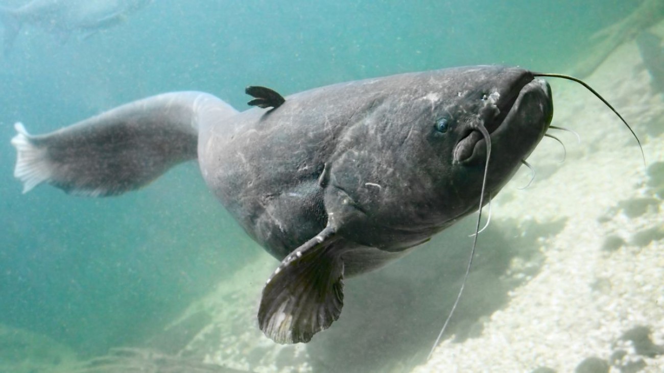 Znáte české ryby na fotografiích? Poznávačka je mnohem těžší, než se na první pohled zdá