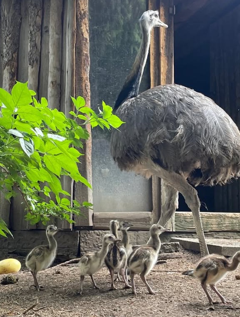 Přespání v zoo