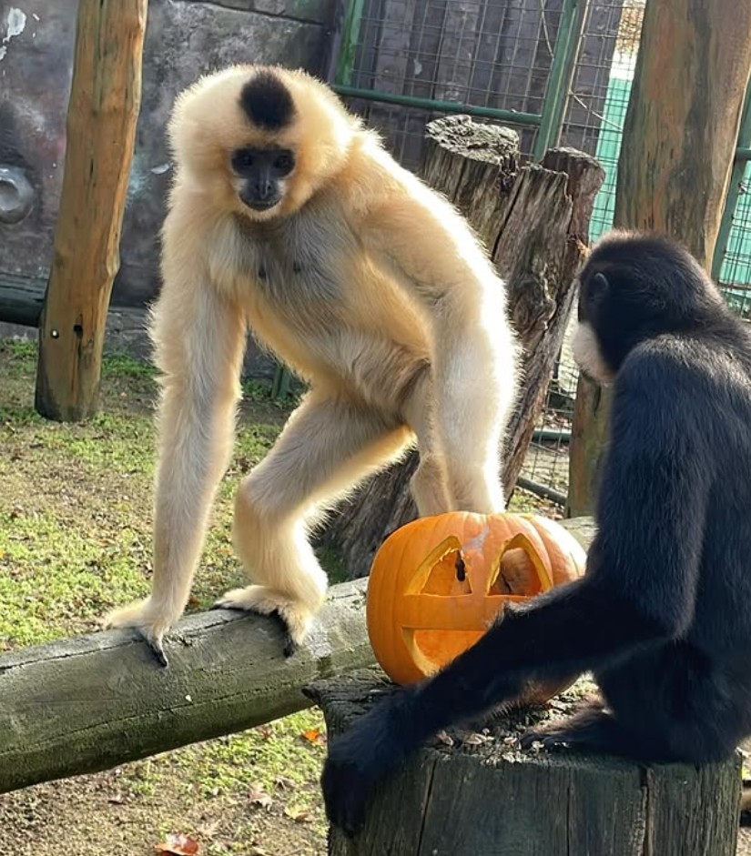 Přespání v zoo