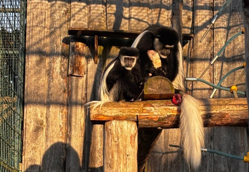 Přespání v zoo
