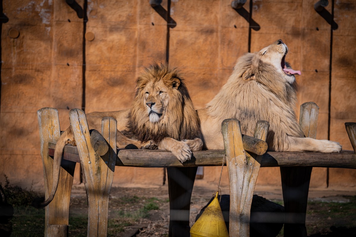 Přespání v zoo