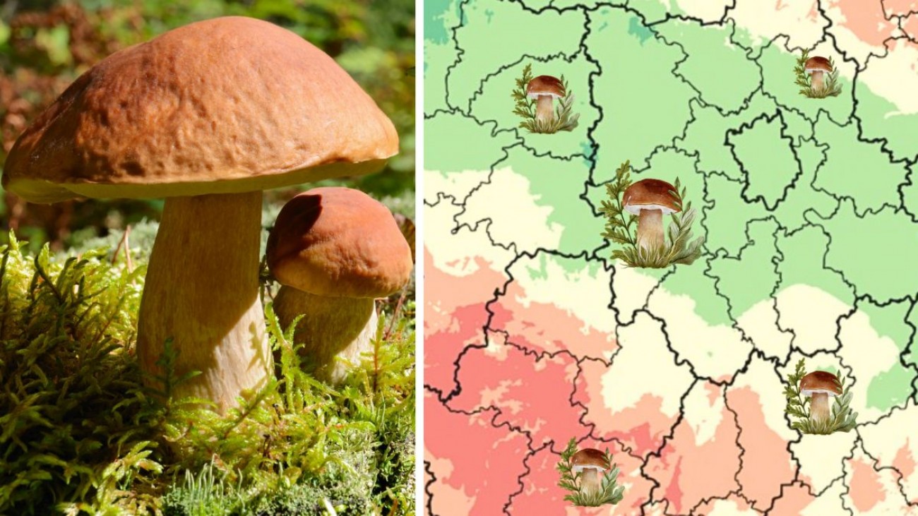 Aktualizovaná mapa ukazuje, kde právě rostou houby. Detailní zobrazení podle okresů