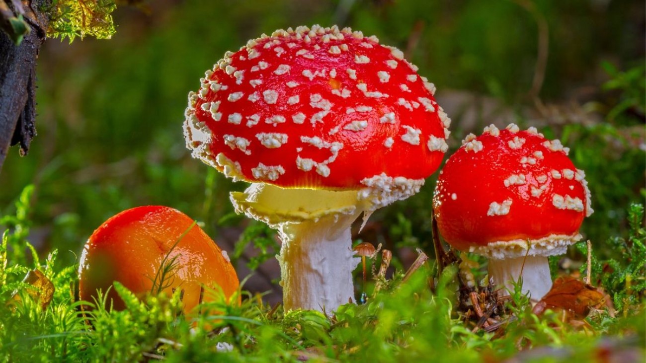 Je na fotografii muchomůrka červená? Jen 1/10 dokáže správně poznat všechny české houby