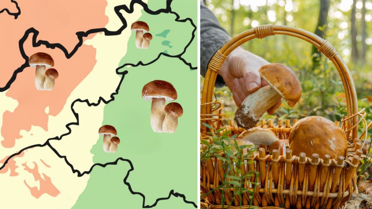 Utečte před vedrem do lesa. Detailní mapa okresů ukazuje, kde právě rostou houby