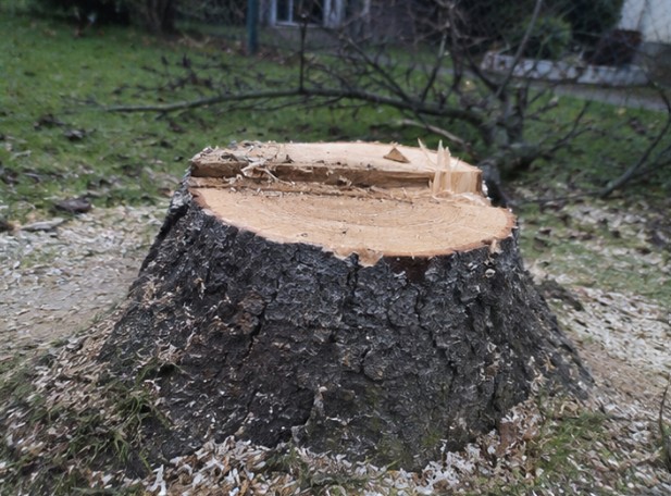 Pokuta za pokácený strom