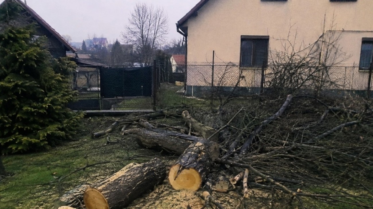 Pokuta za pokácený strom