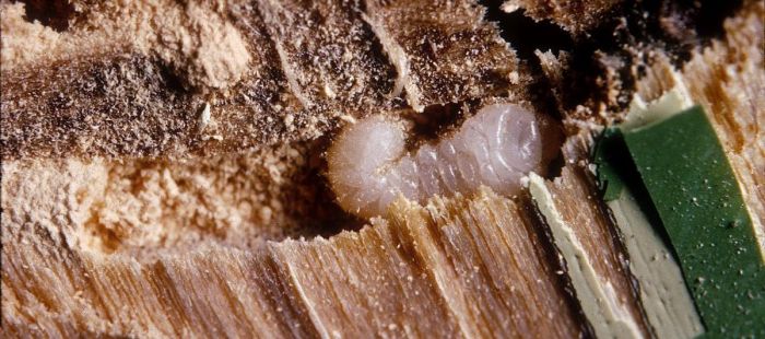 Larva červotoče požírající dřevo